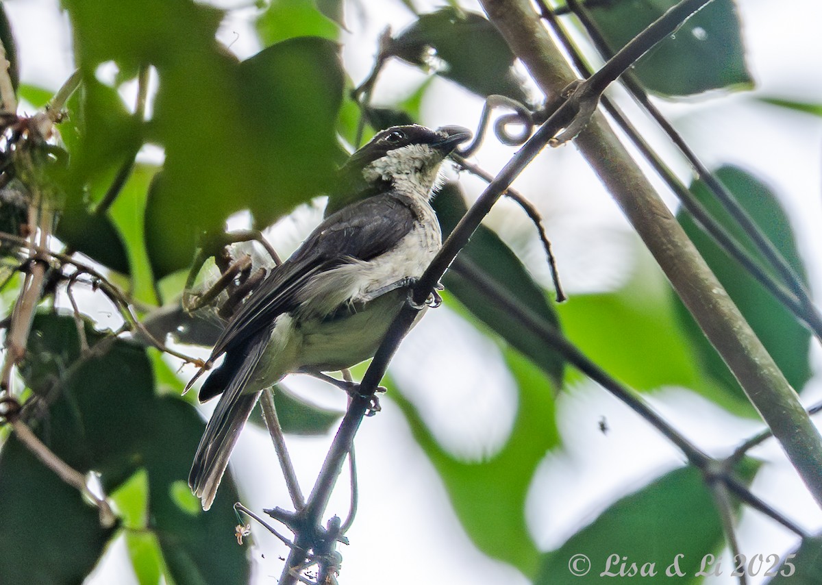 African Forest-Flycatcher (Eastern) - ML640723111