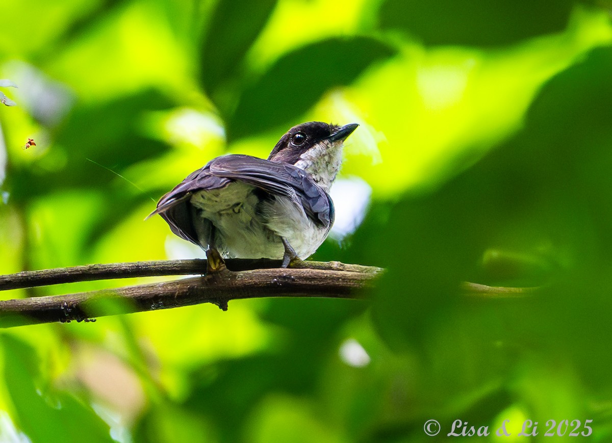 African Forest-Flycatcher (Eastern) - ML640723112
