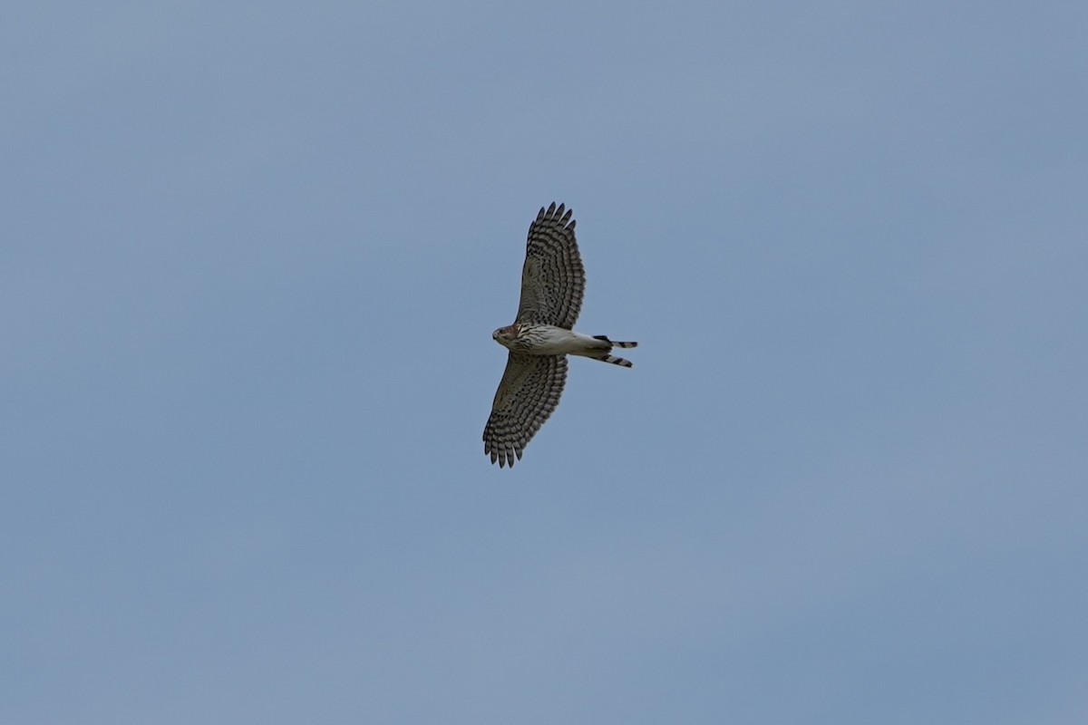 Cooper's Hawk - ML640723133
