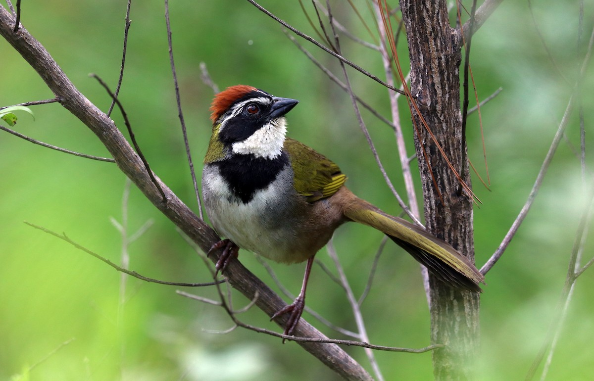 Collared Towhee - ML640723163