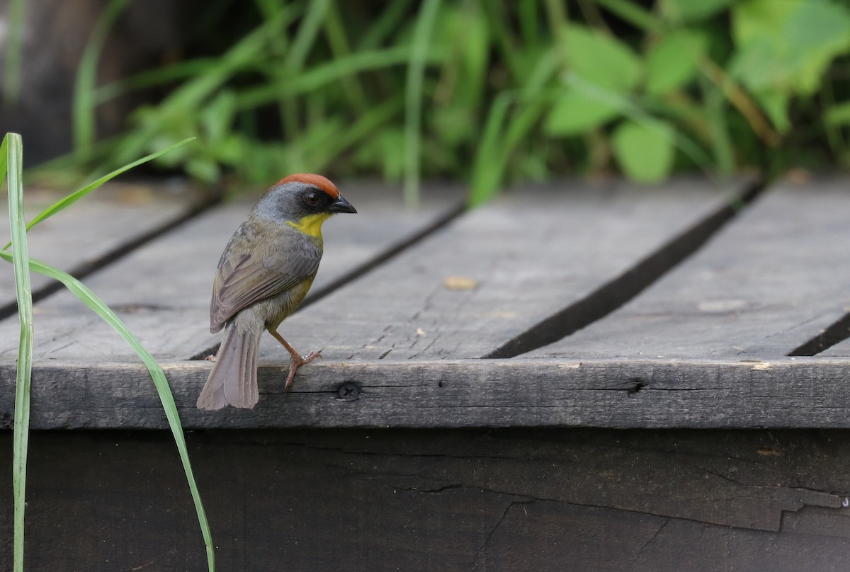 Rufous-capped Brushfinch - ML640723181
