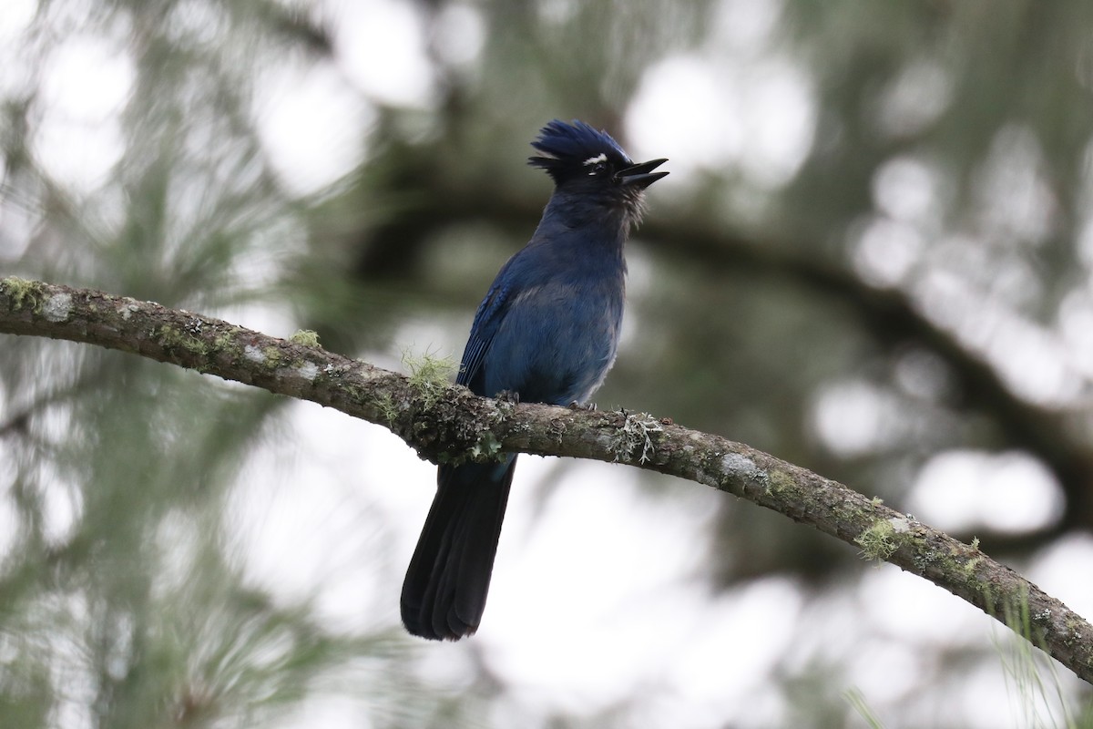 Steller's Jay - ML640723183