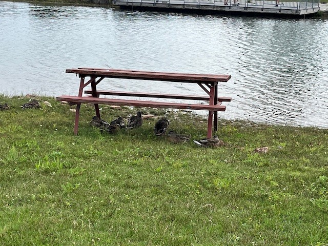 dabbling duck sp. - ML640723198