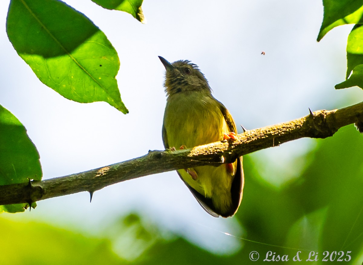 Lemon-bellied Crombec - ML640723230