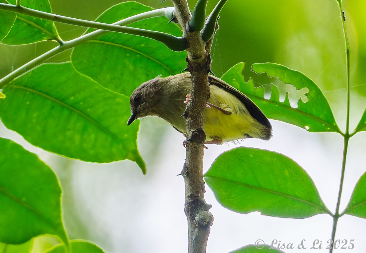 Lemon-bellied Crombec - ML640723232
