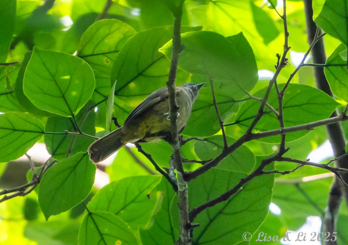 Gray Greenbul - ML640723267