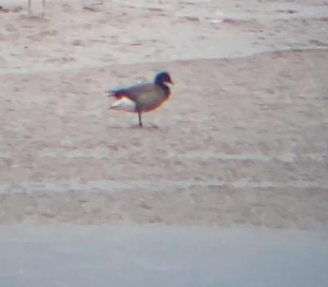 Brant (Dark-bellied) - ML640723285