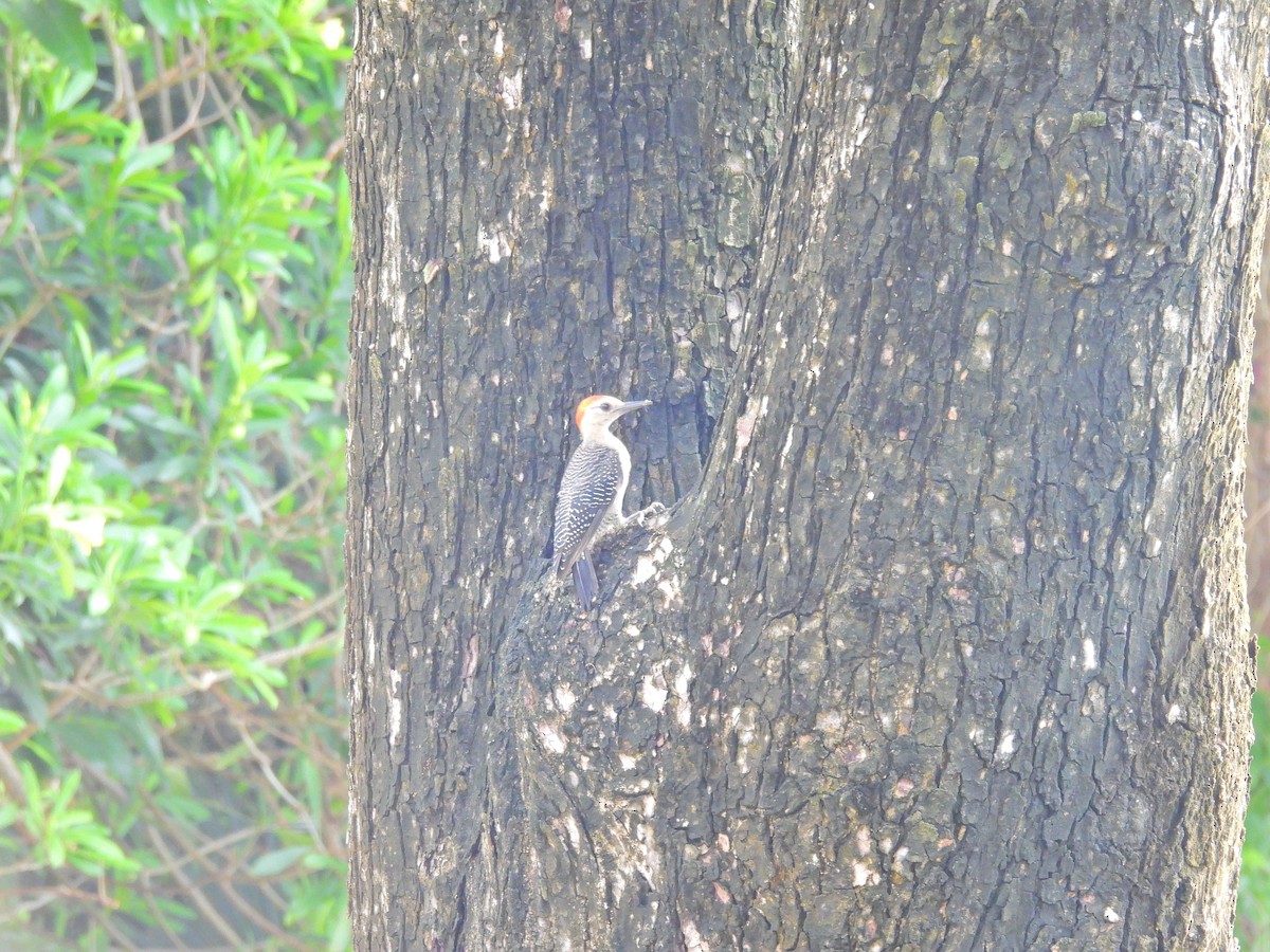 woodpecker sp. - ML640723292
