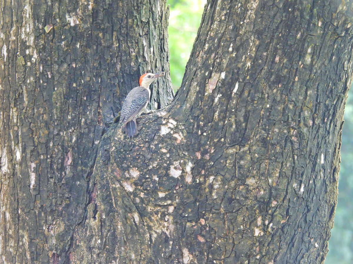 woodpecker sp. - ML640723293