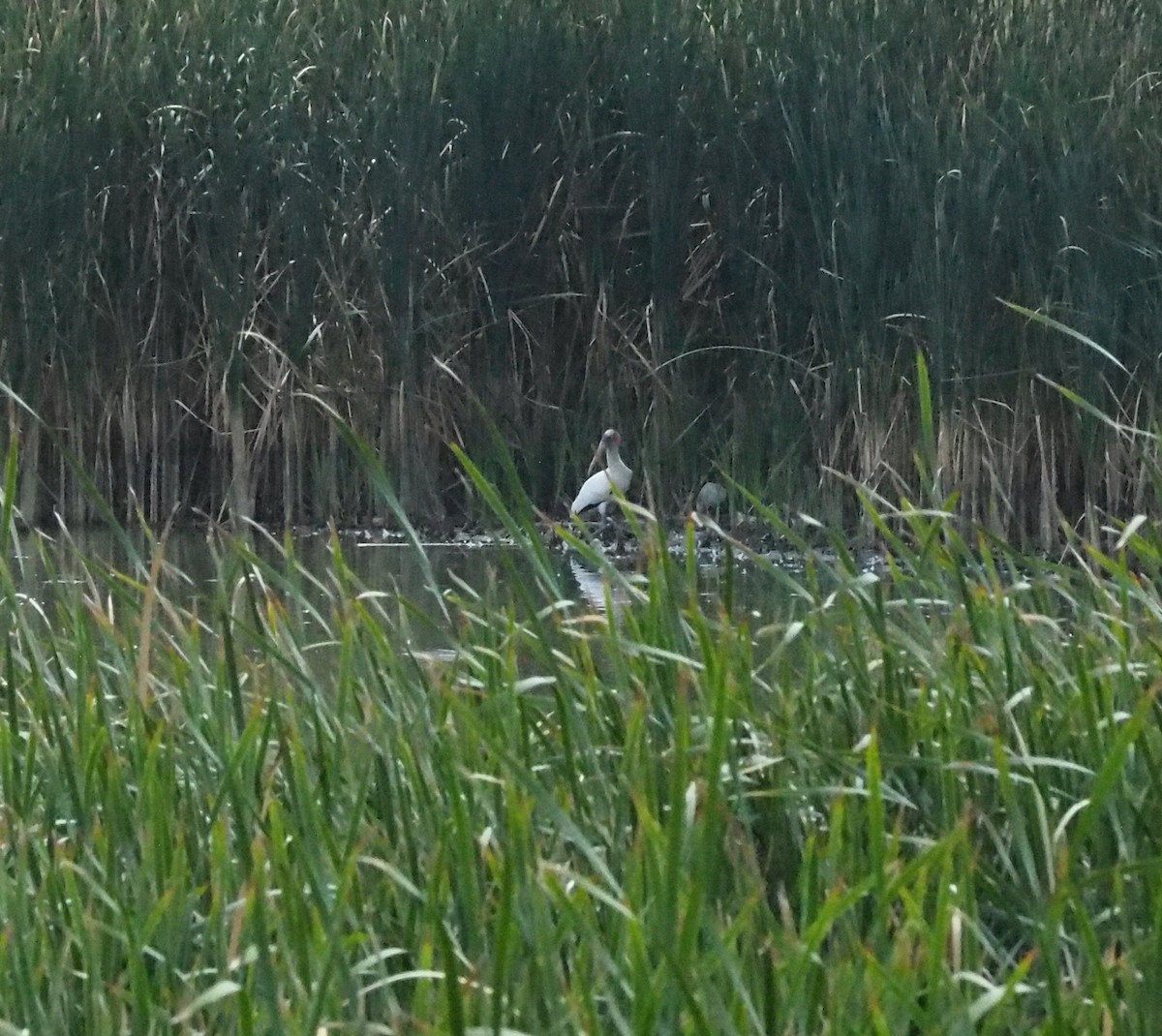 Wood Stork - ML640723315