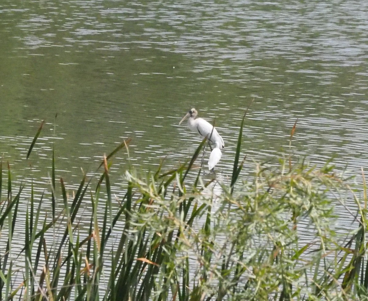 Wood Stork - ML640723316