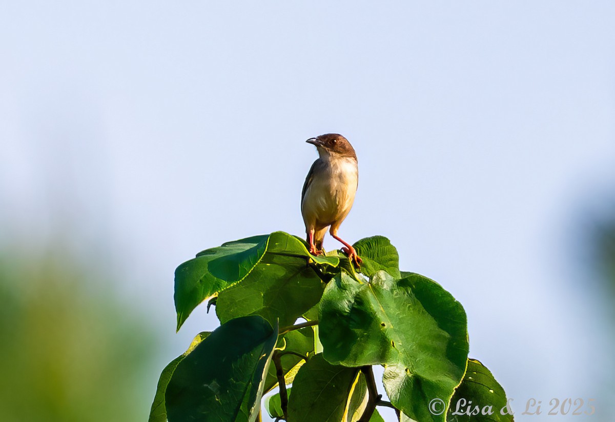 Whistling Cisticola - ML640723345