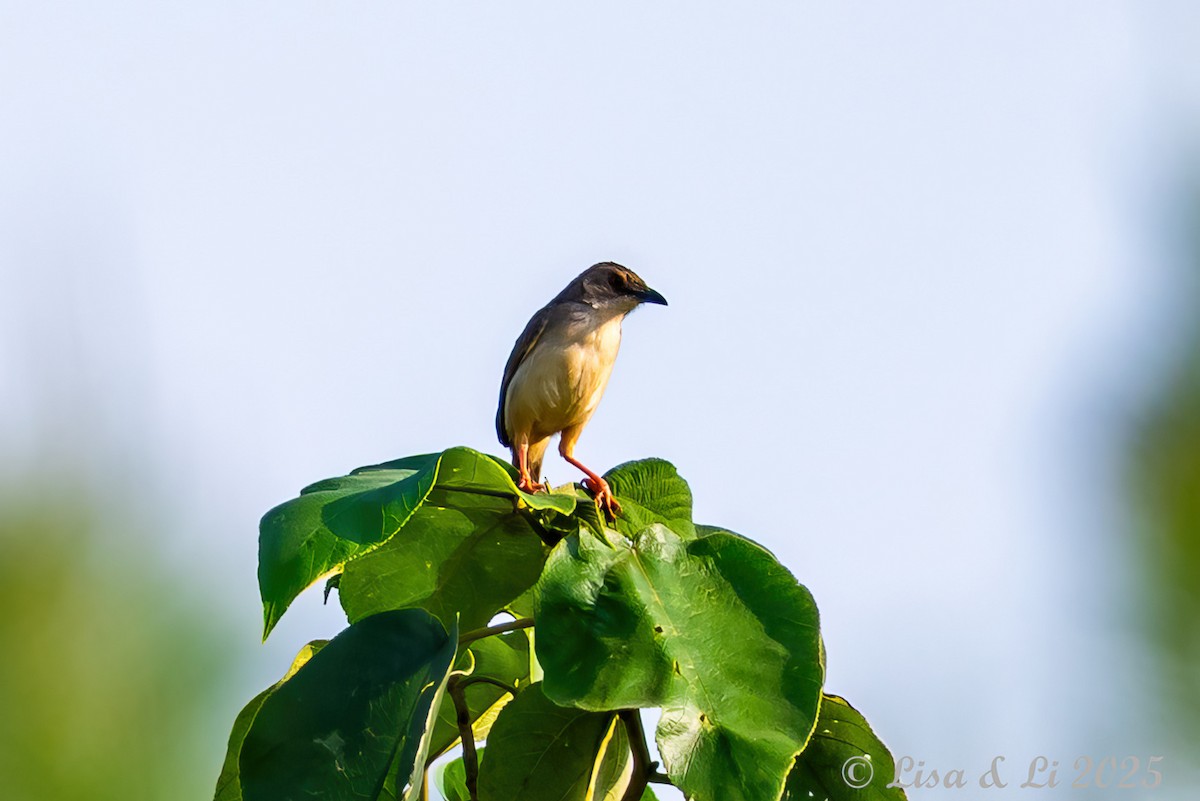 Whistling Cisticola - ML640723346