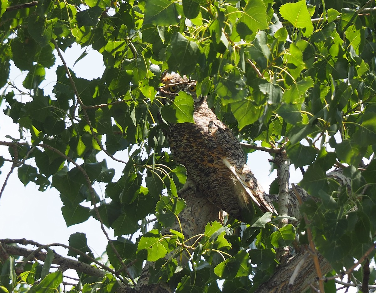 Great Horned Owl - ML640723349