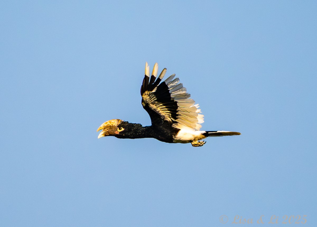 White-thighed Hornbill - ML640723353