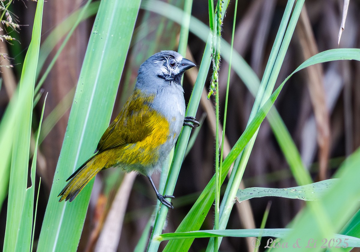 Gray-headed Oliveback - ML640723368