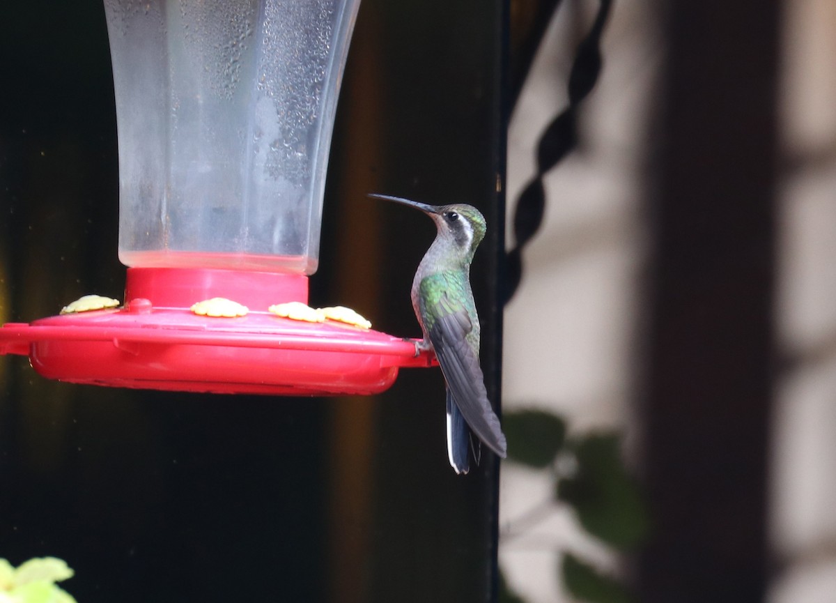 Blue-throated Mountain-gem - ML640723394