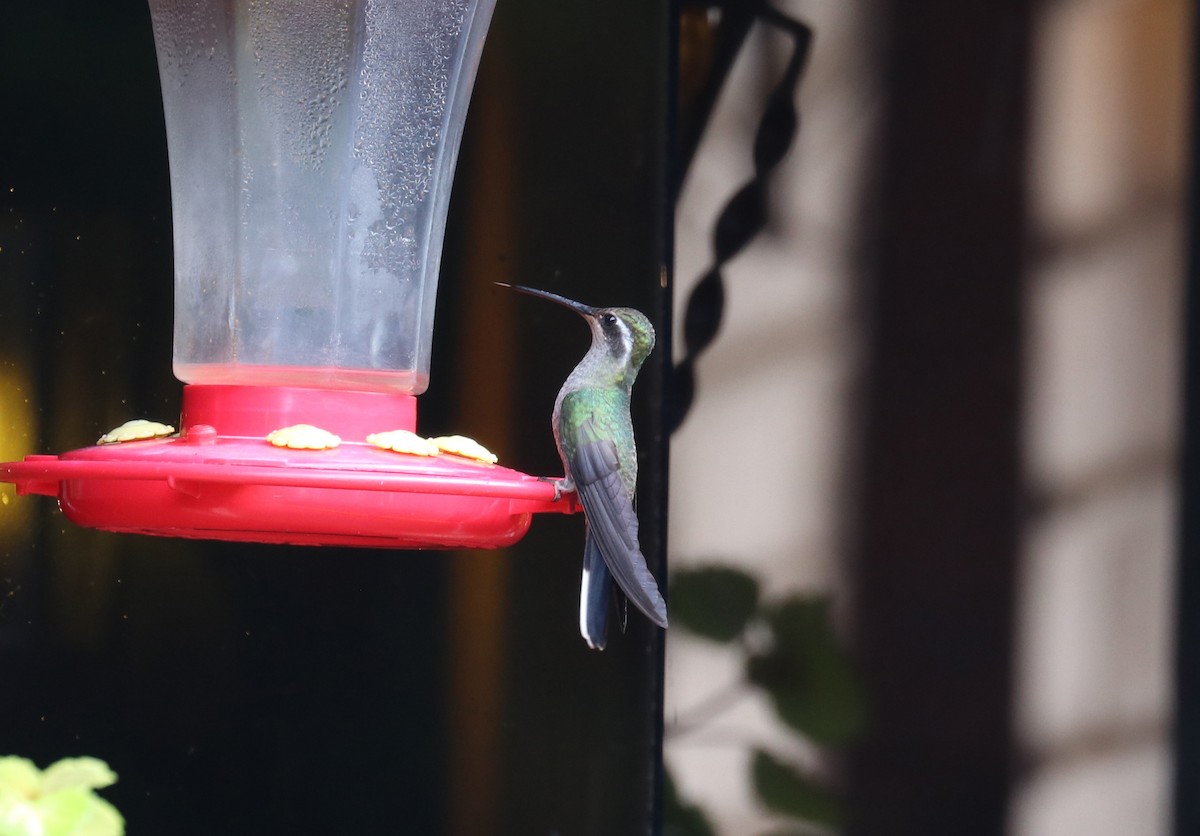 Blue-throated Mountain-gem - ML640723395