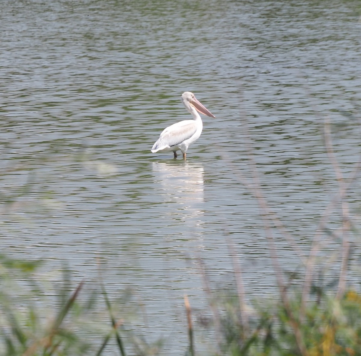 American White Pelican - ML640723408