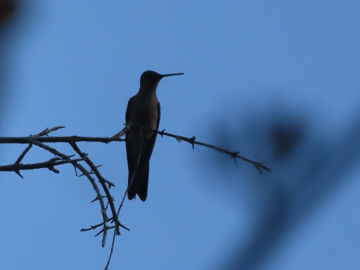 Giant Hummingbird - ML640723471
