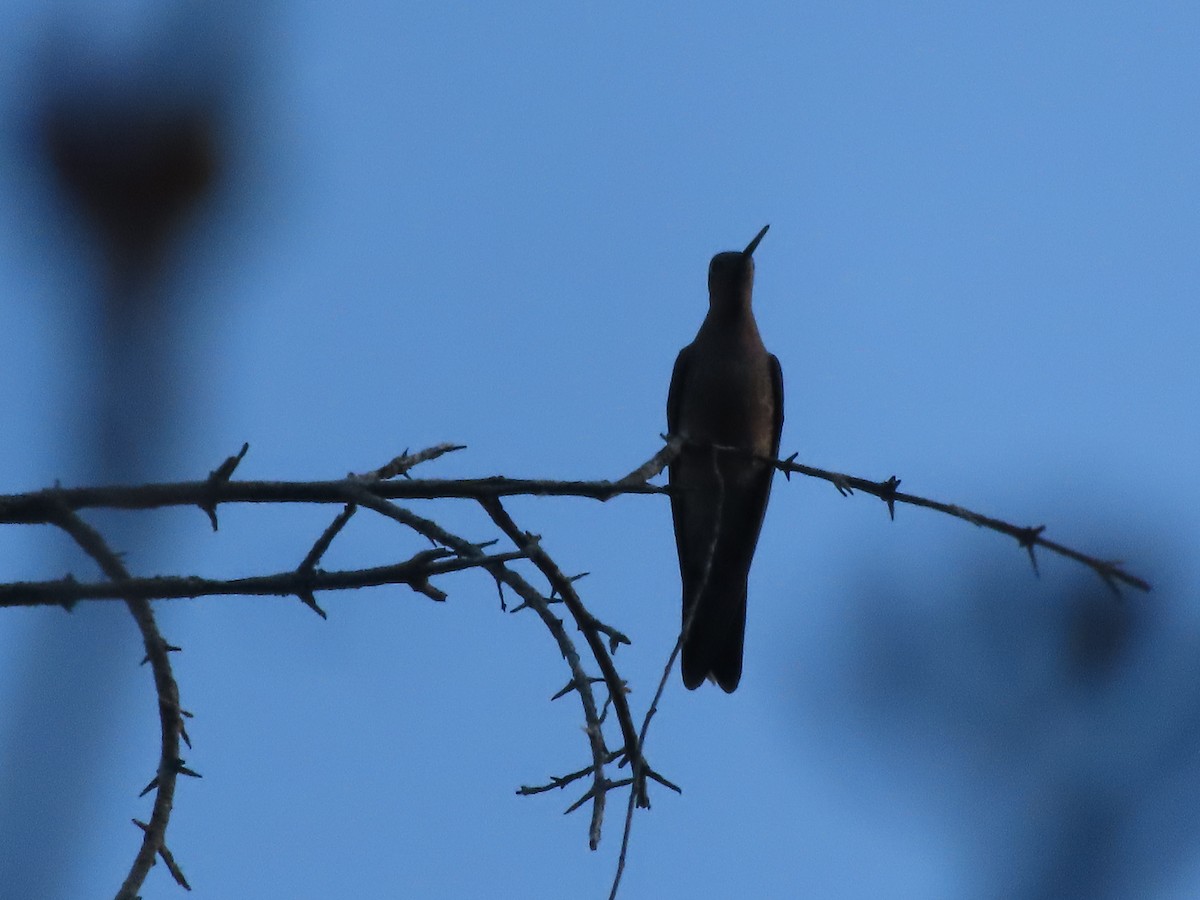 Giant Hummingbird - ML640723472