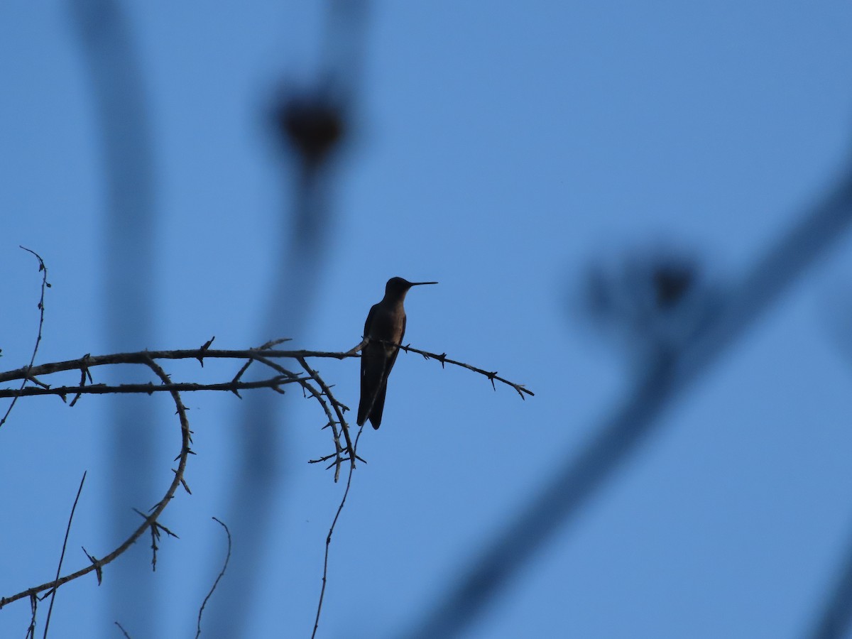 Giant Hummingbird - ML640723473