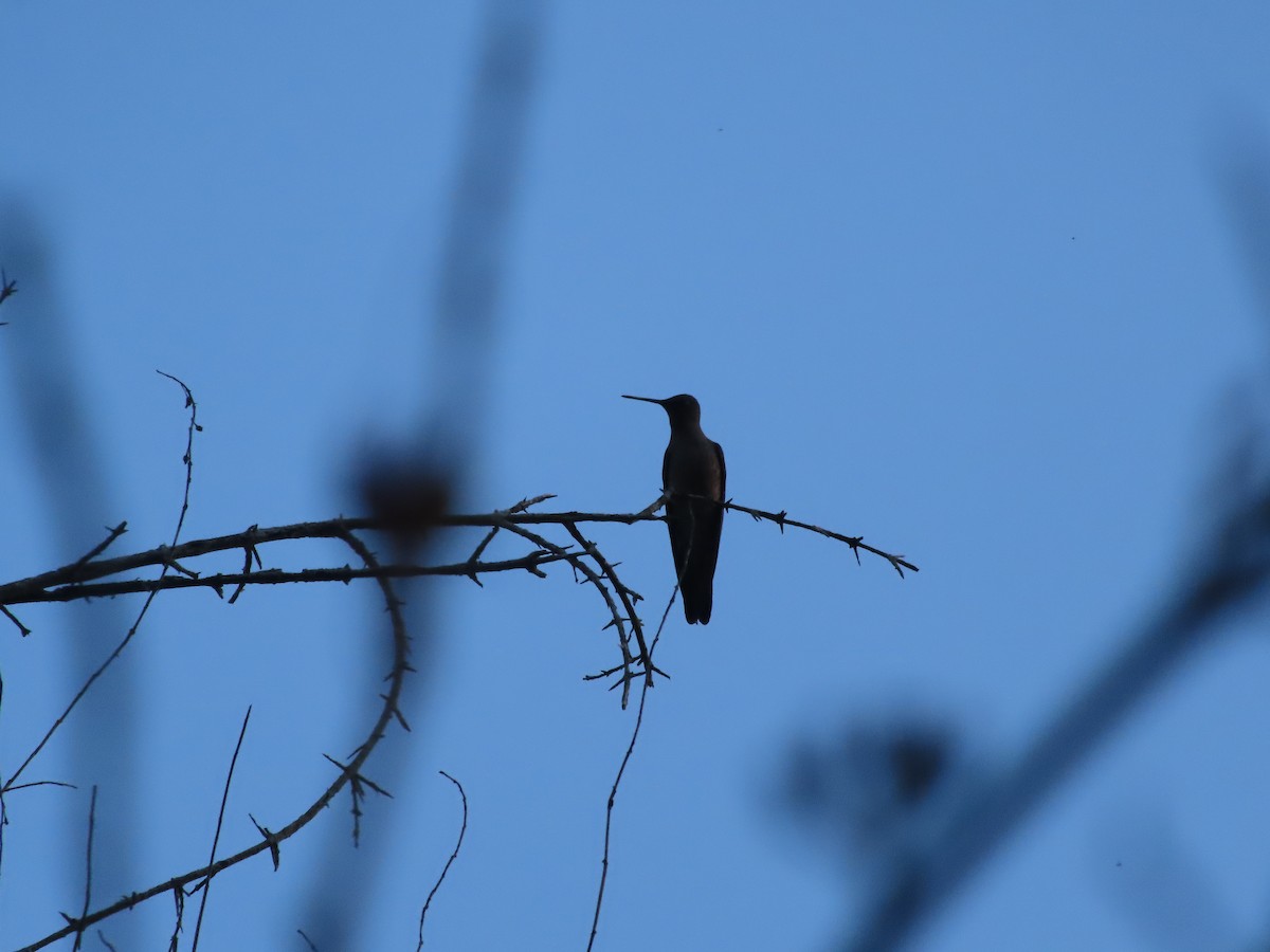 Giant Hummingbird - ML640723474
