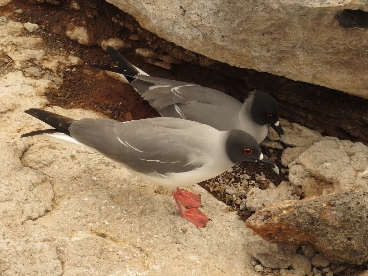 Swallow-tailed Gull - ML640723501