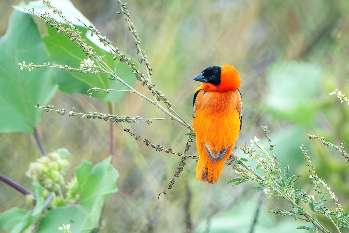 Northern Red Bishop - ML640723525