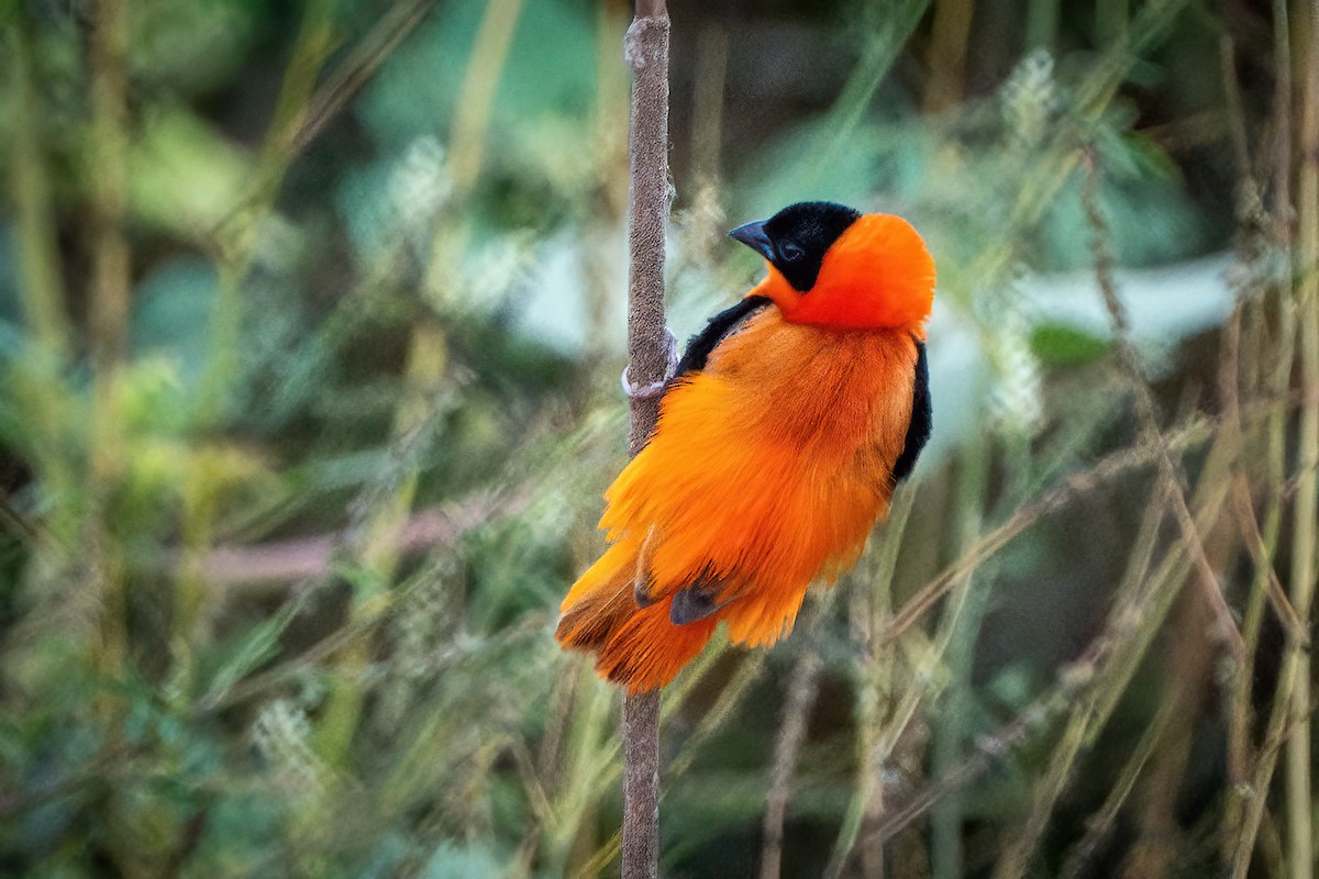 Northern Red Bishop - ML640723526