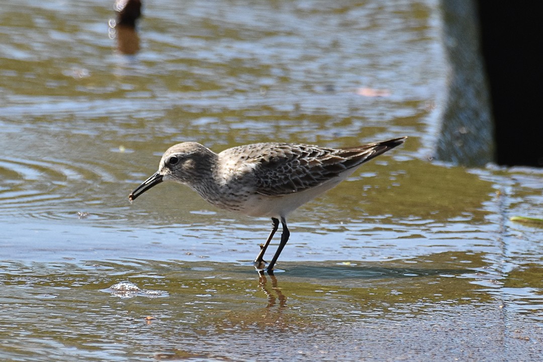 White-rumped Sandpiper - ML640723546