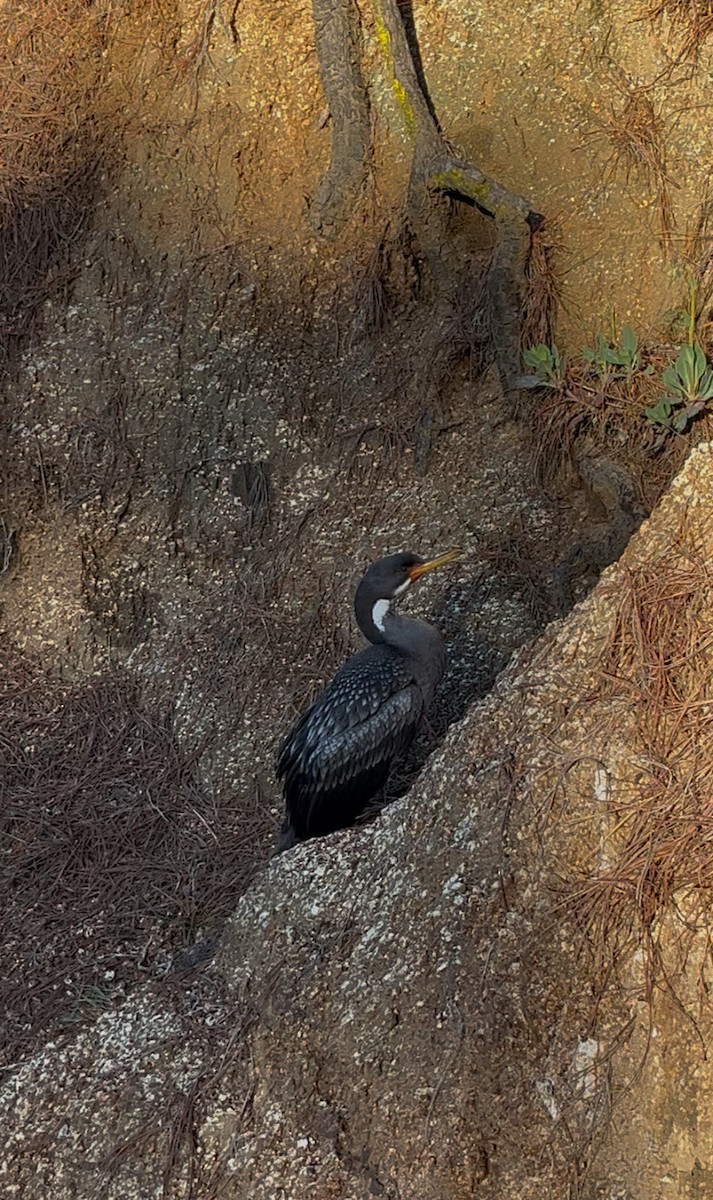 Red-legged Cormorant - ML640723554