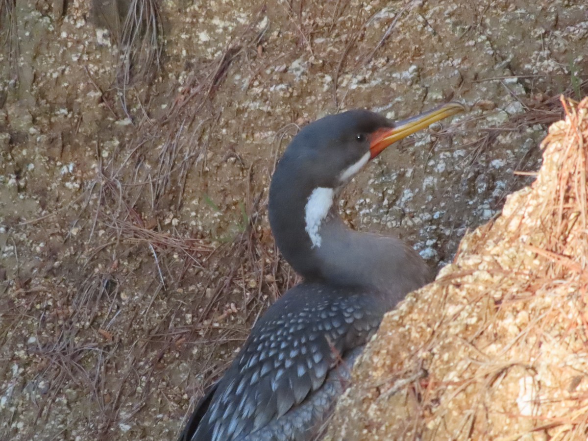 Red-legged Cormorant - ML640723555