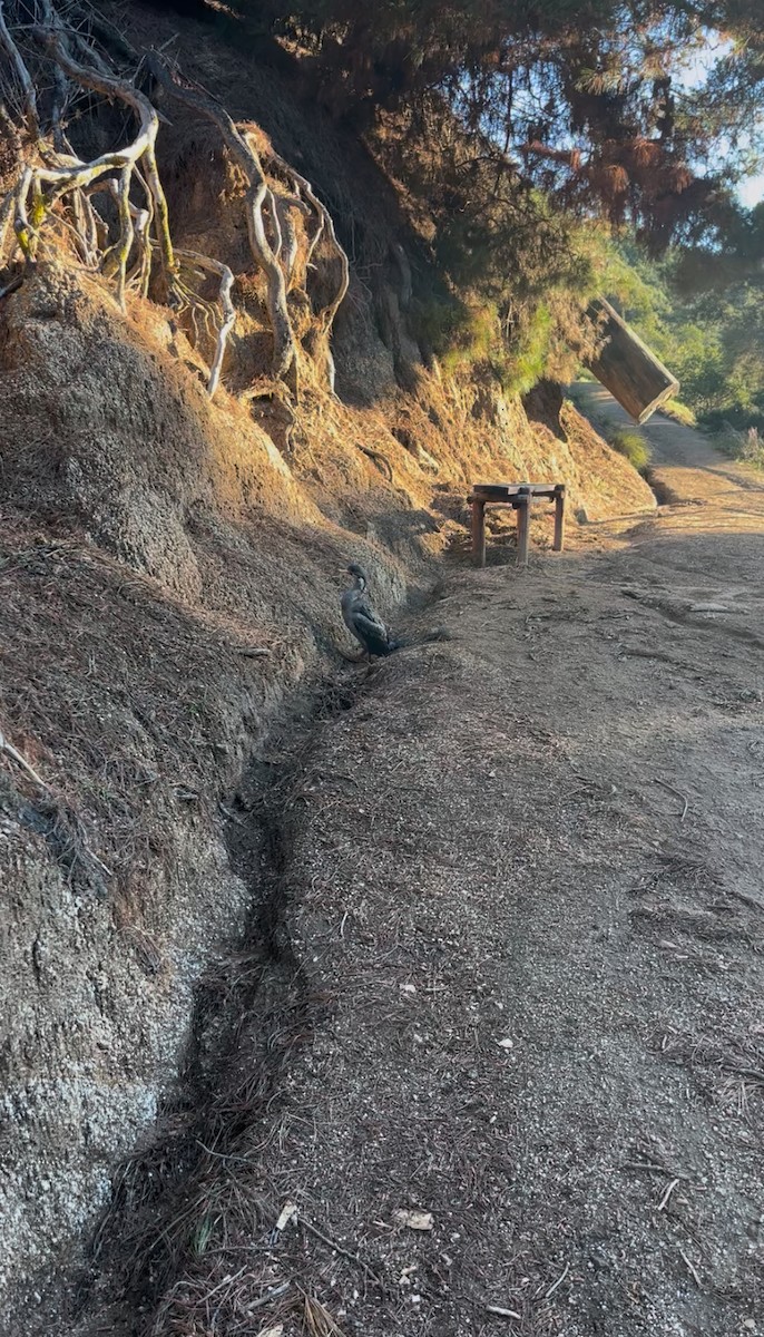 Red-legged Cormorant - ML640723556