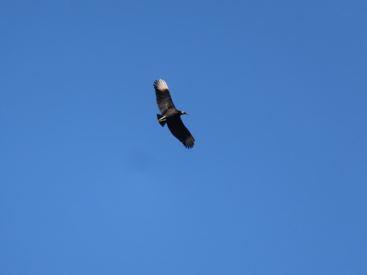 Black Vulture - ML640723564