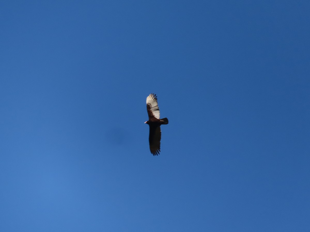 Turkey Vulture - ML640723576