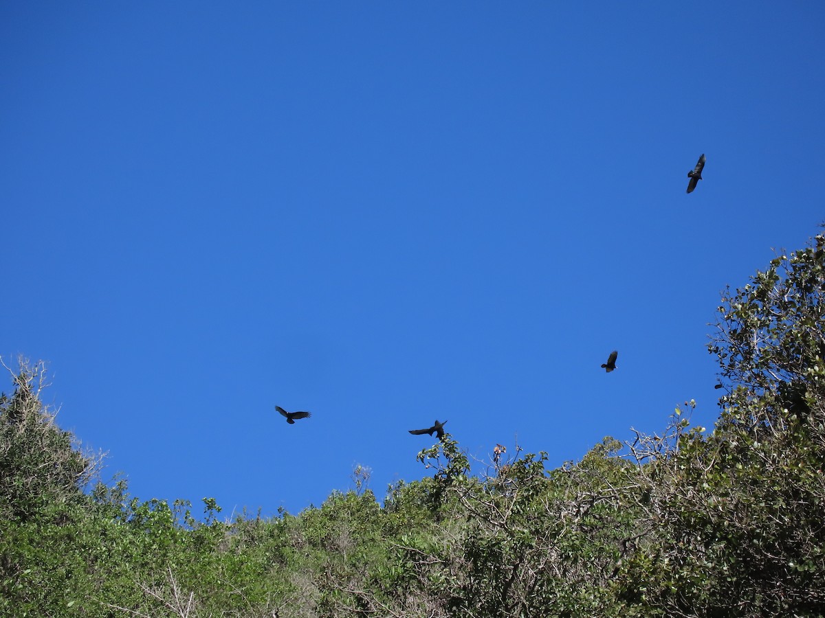 Turkey Vulture - ML640723578
