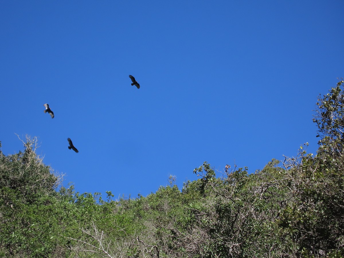 Turkey Vulture - ML640723579