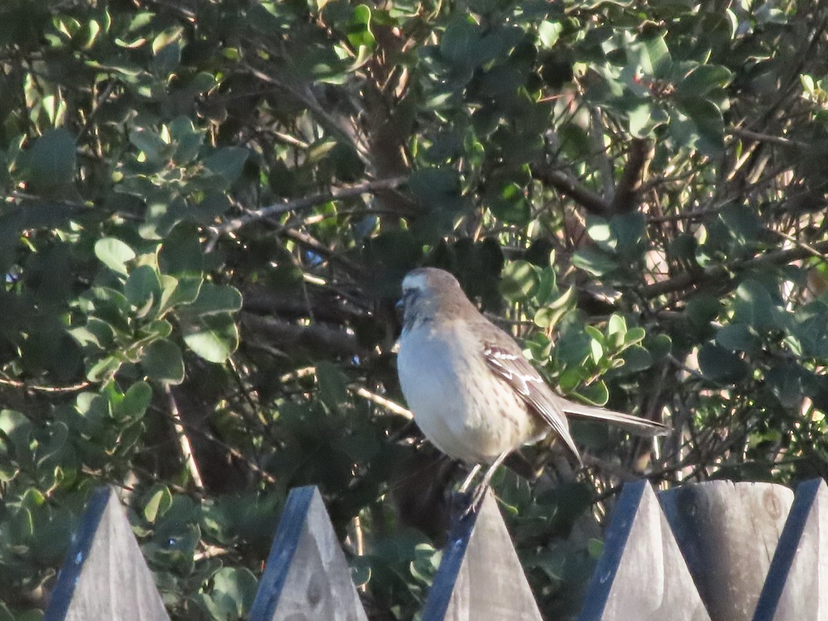 Chilean Mockingbird - ML640723583
