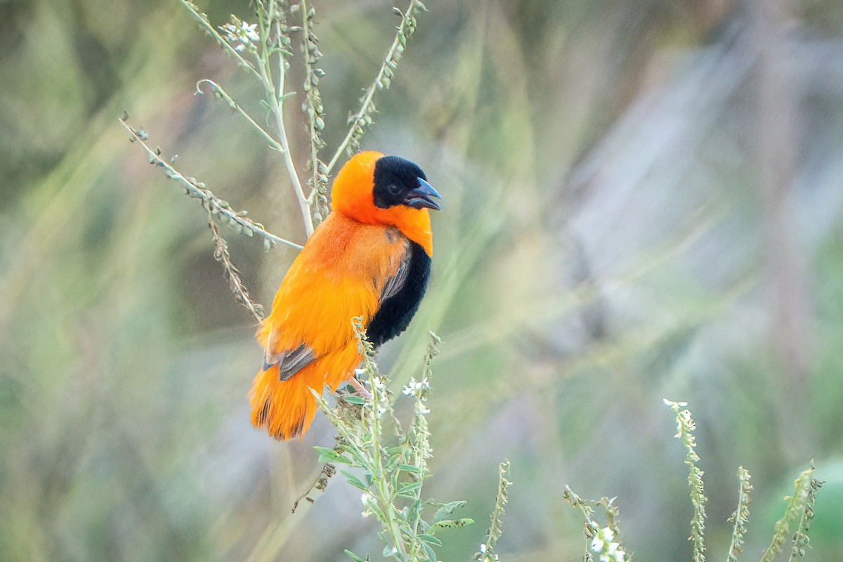 Northern Red Bishop - ML640723584