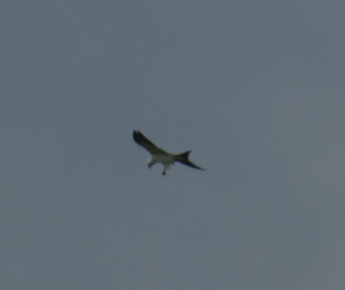 Swallow-tailed Kite - ML640723589