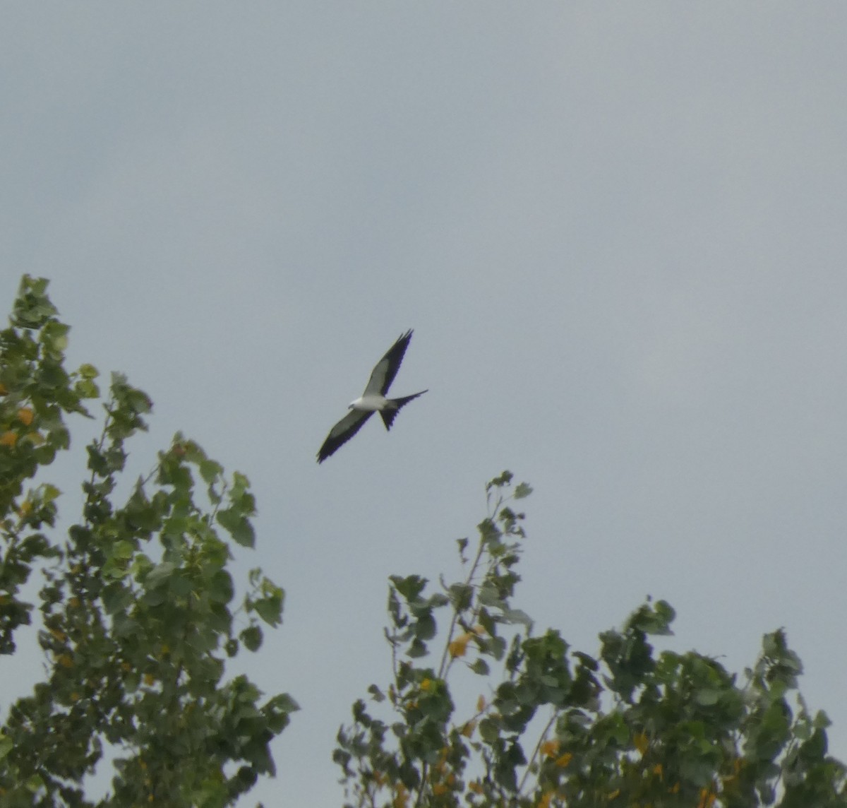 Swallow-tailed Kite - ML640723590