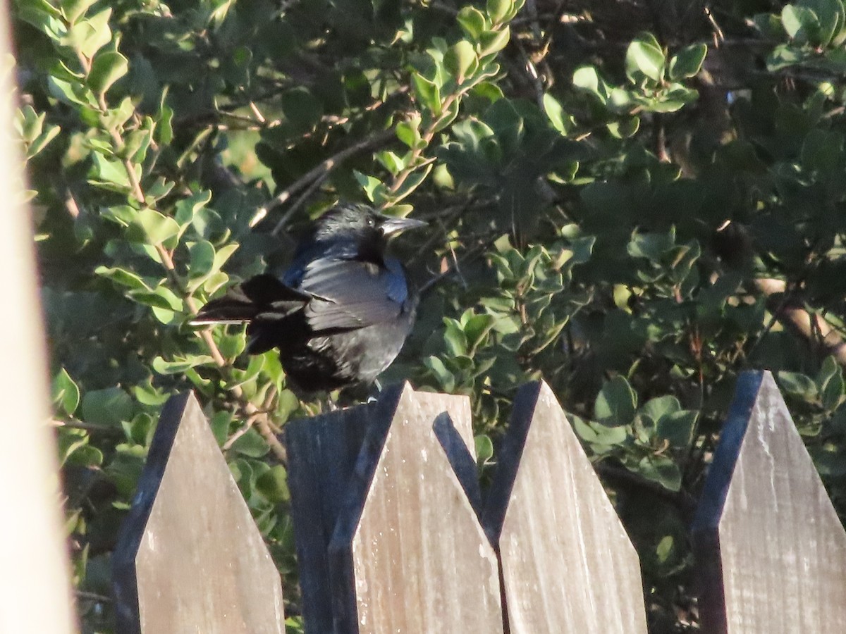 Austral Blackbird - ML640723591