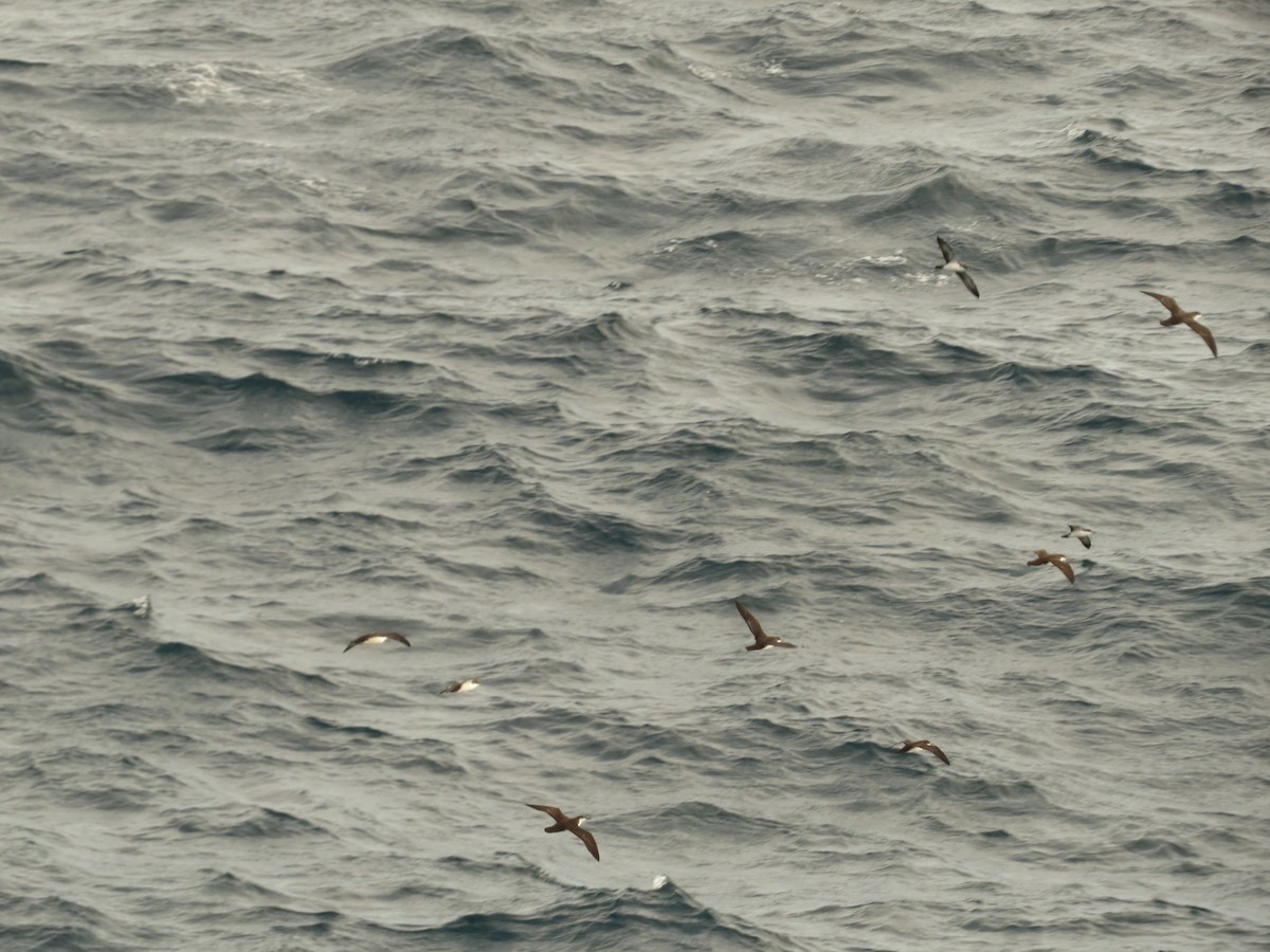 Galapagos Shearwater - ML640723595
