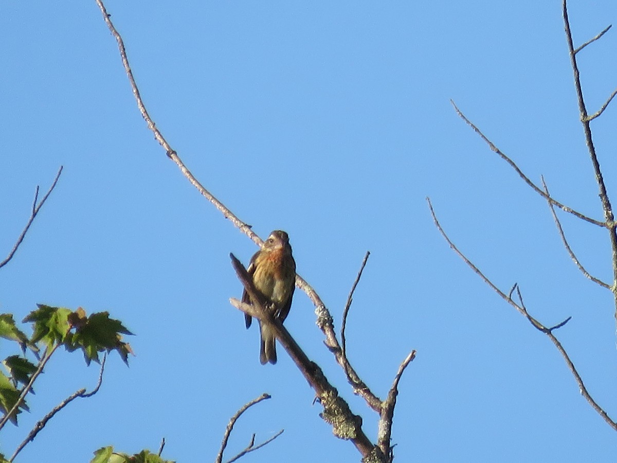 Rose-breasted Grosbeak - ML640723630