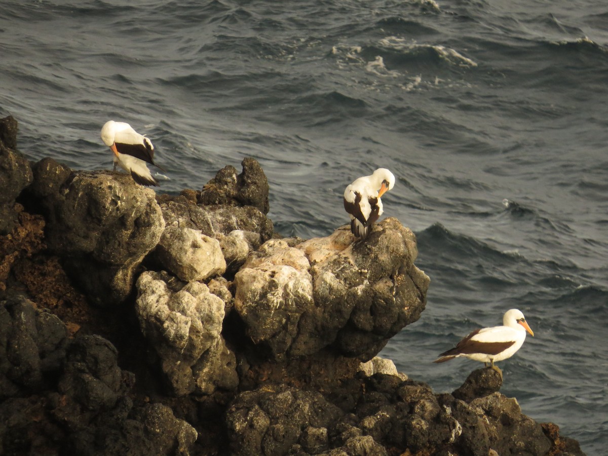 Nazca Booby - ML640723643