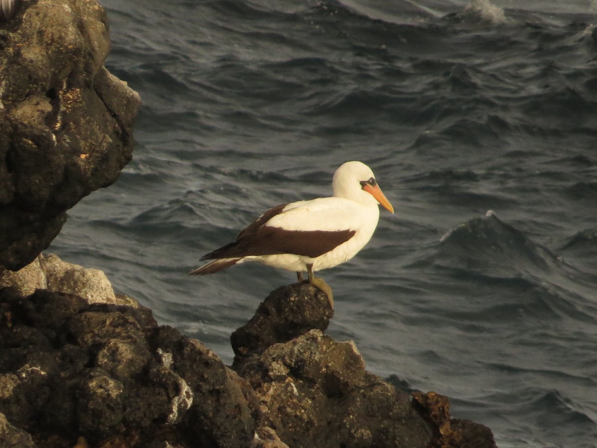 Nazca Booby - ML640723649