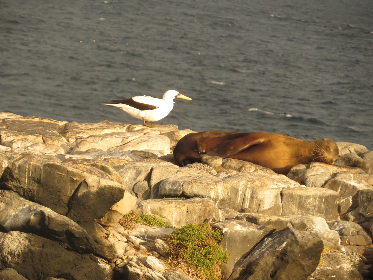 Nazca Booby - ML640723654