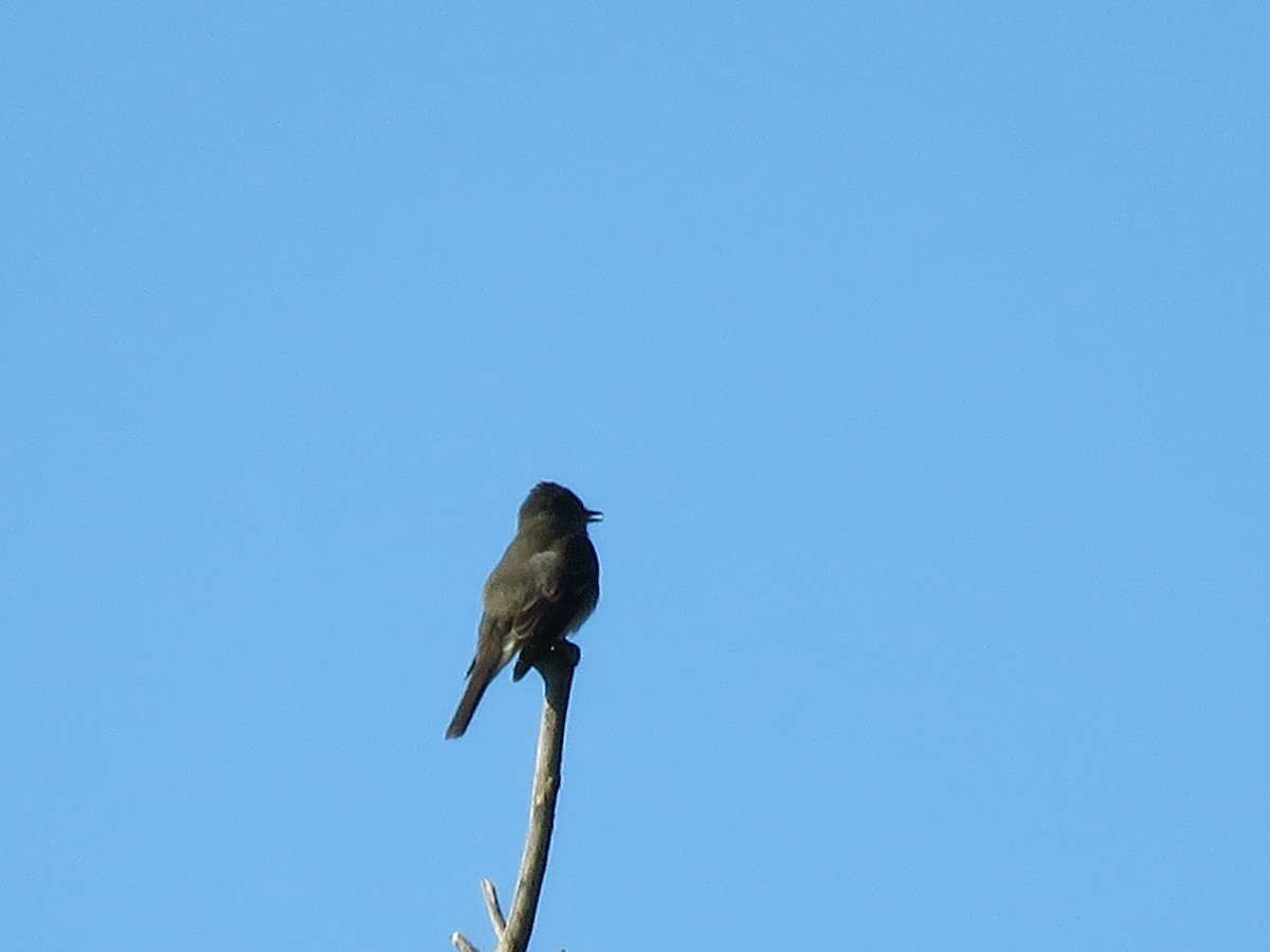 Eastern Wood-Pewee - ML640723681