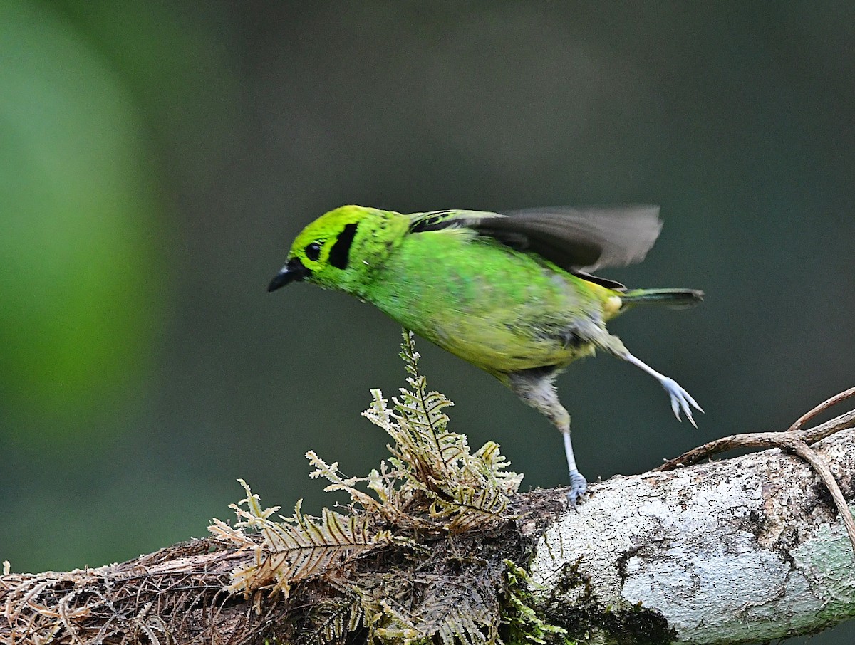 Emerald Tanager - ML640723767